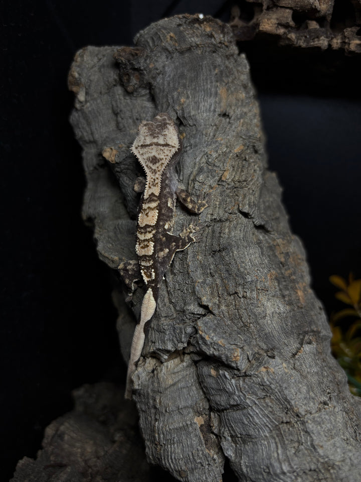 Correlophus ciliatus (Crested Gecko) Juvenile - Lily White