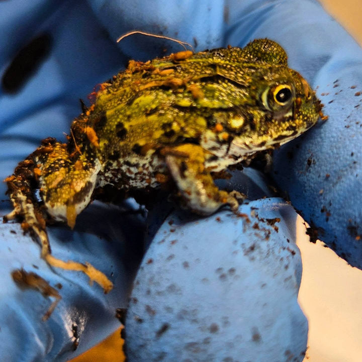 Pyxicephalus adspersus (African Bullfrog)