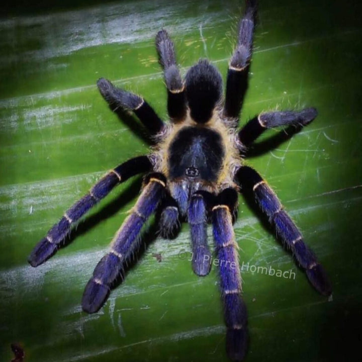 Ornithoctoninae sp 'Ranong Blue' (Ranong Blue Earth Tiger) 0.5"