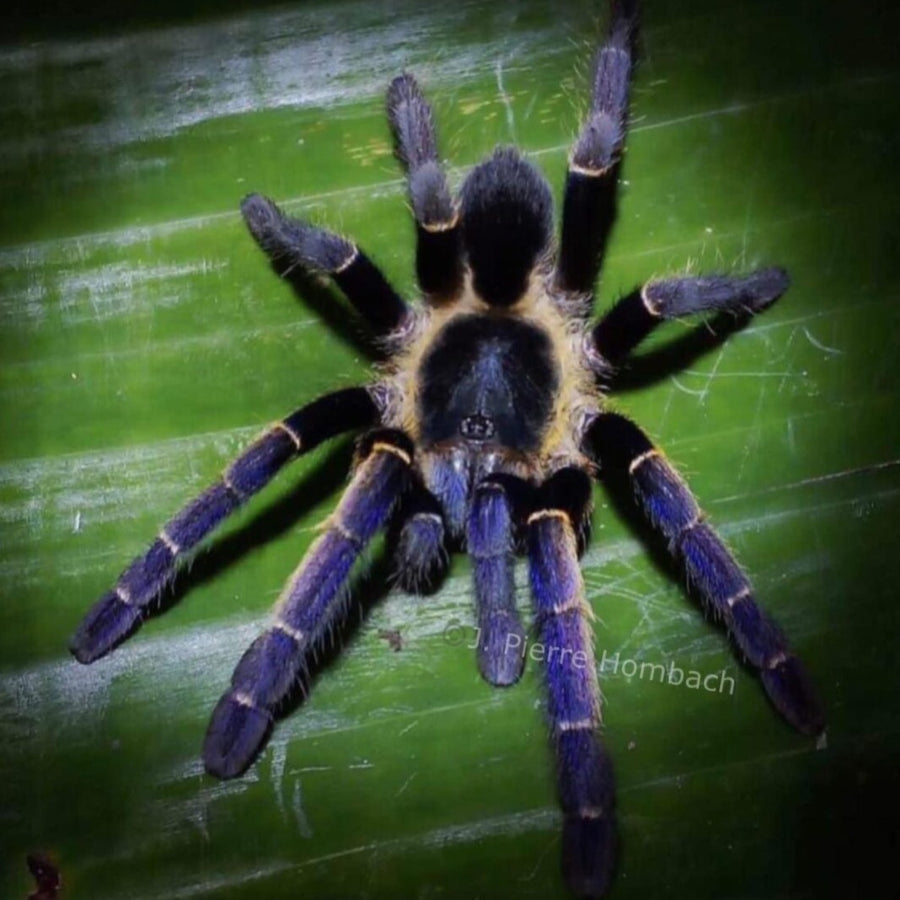 Tarantulas – Page 4 – Spider Shoppe
