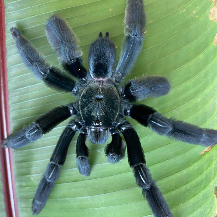 Psalmopoeus sp 'Black' (Ecuadorian Black Tree Spider) 0.75"