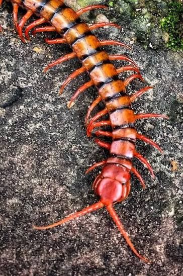 Scolopendra sp 'Red Toraja'