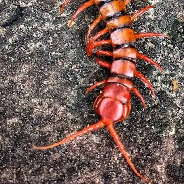 Scolopendra sp 'Red Toraja'