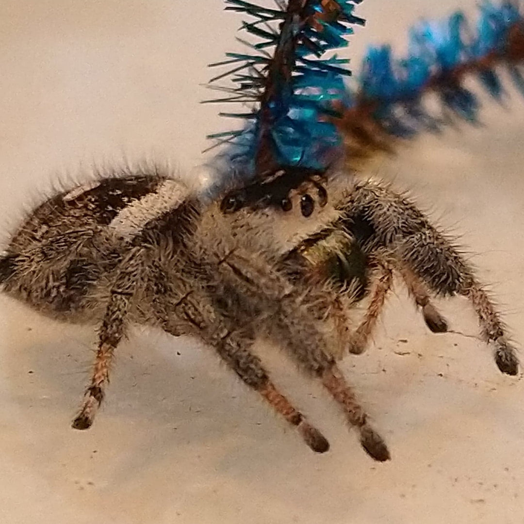 Phiddipus regius (Regal Jumping Spider) Juv-Adult FEMALES