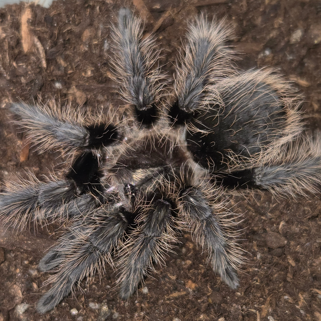 Tliltocatl albopilosum 'Honduran' (Honduran Curly Hair) 2.5" FEMALES