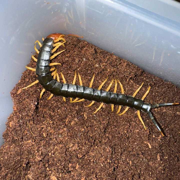 Scolopendra heros castaneiceps (Desert Giant Centipede) 1.5"