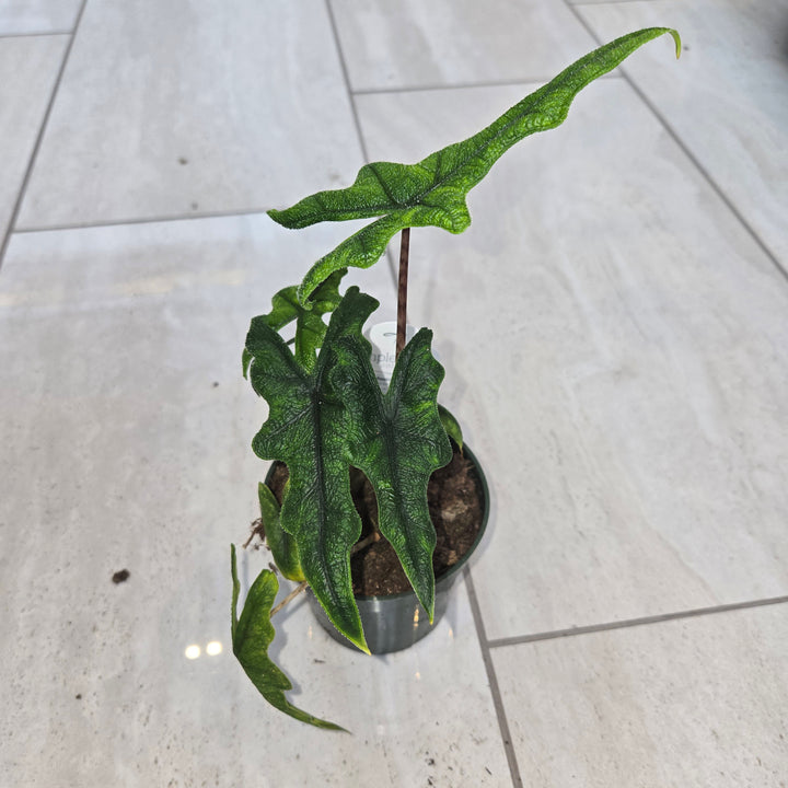 Alocasia spp (Elephant Ear)