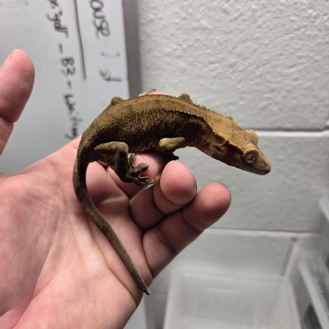 Correlophus ciliatus (Crested Gecko) Mystique