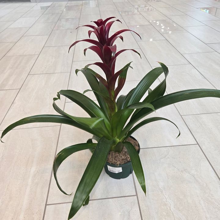 Guzmania spp (Bromeliad)