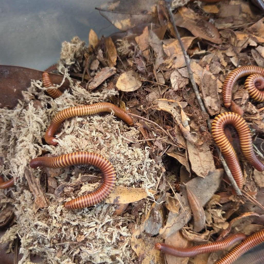 Orthoporus ornatus (Texas Giant Gold Millipede)