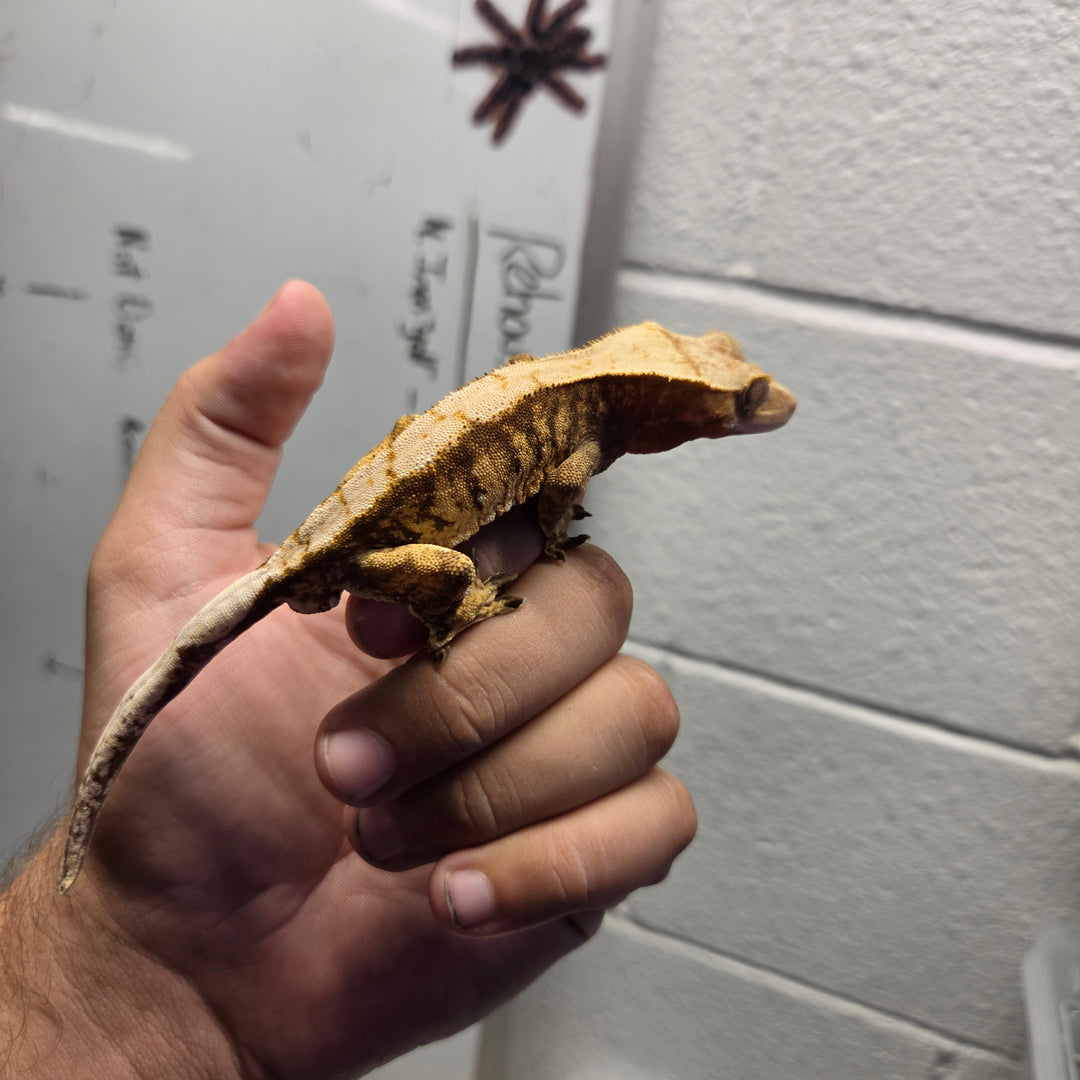 Correlophus ciliatus (Crested Gecko) Huey