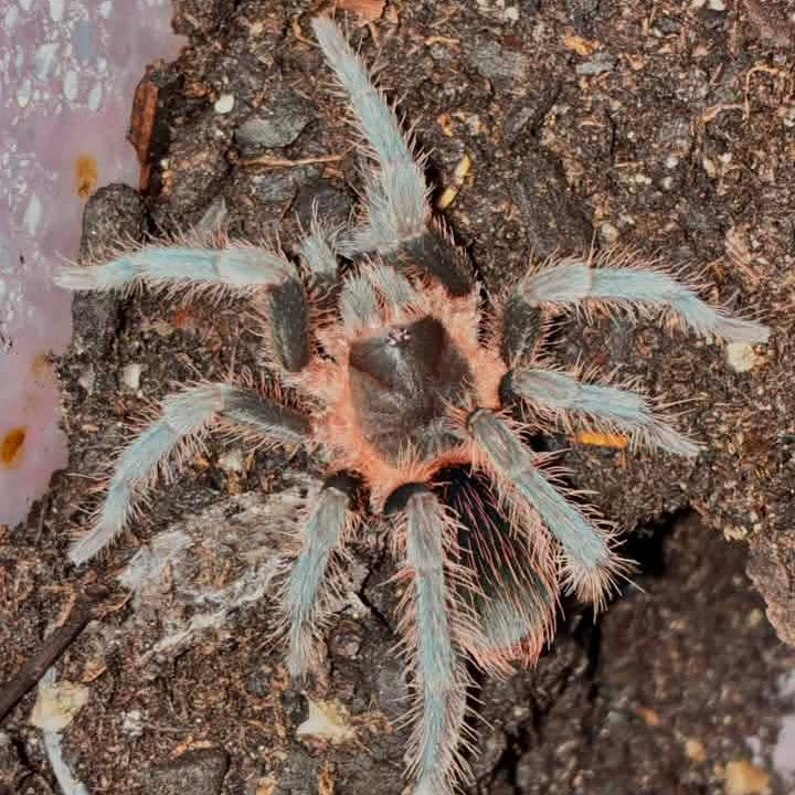 Theraphosinae sp 'Vulpes'