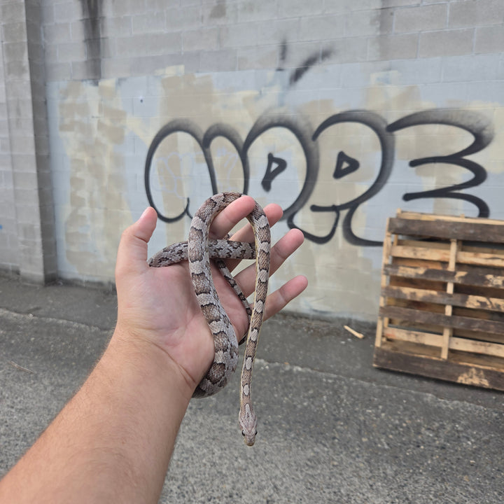 Pantherophis guttatus (normal Corn Snake) MALE