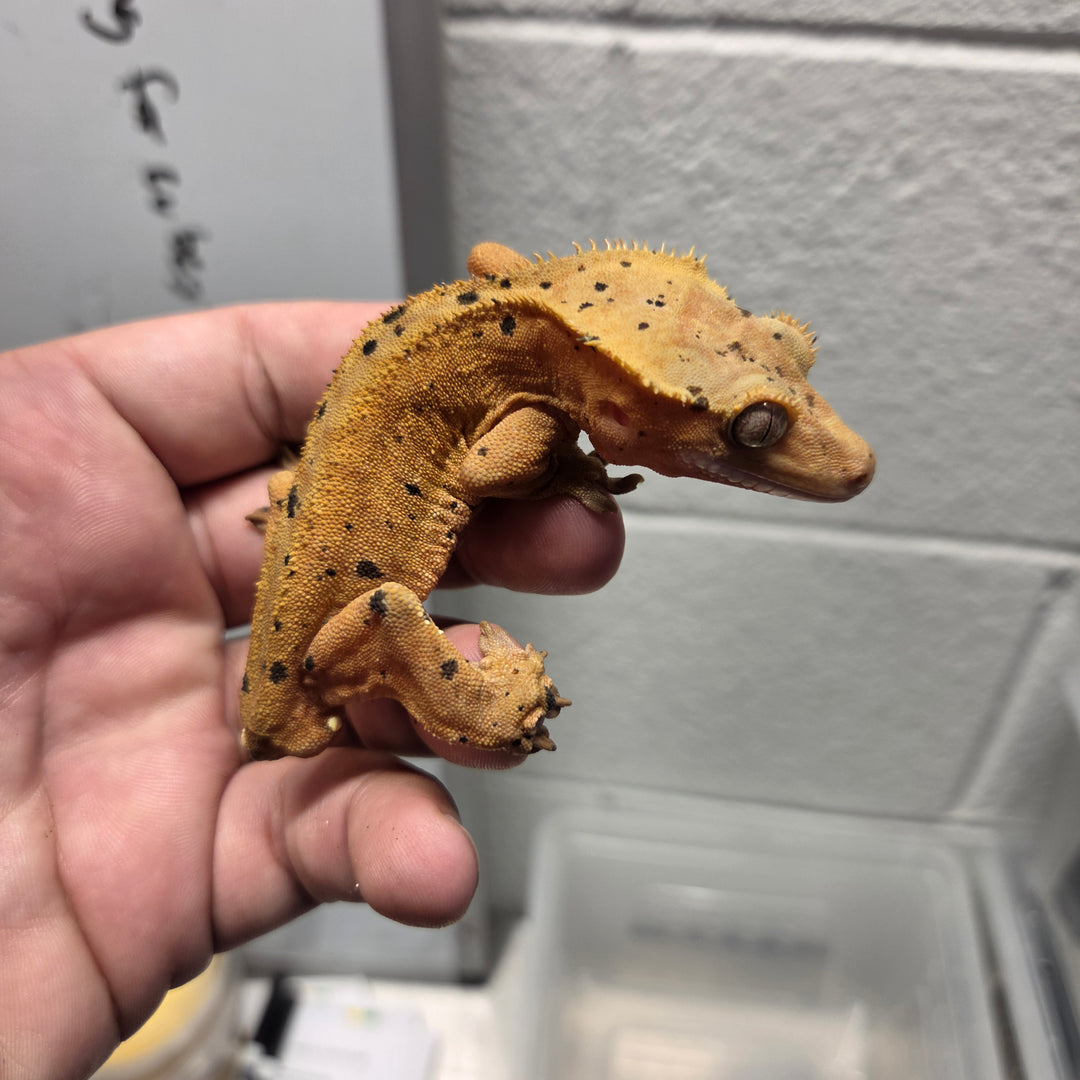 Correlophus ciliatus (Crested Gecko) Spot