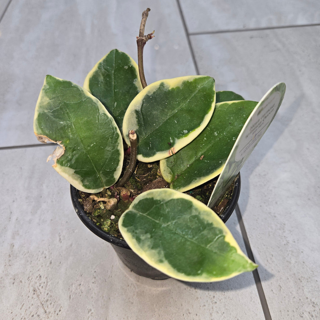 Hoya spp (Wax Plant)