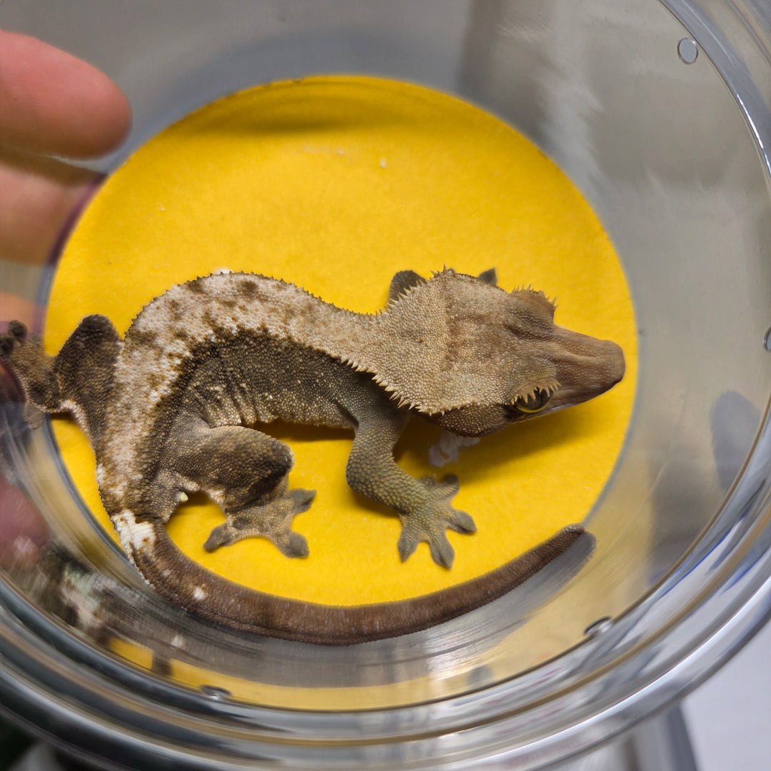 Correlophus ciliatus (Crested Gecko) Deborah
