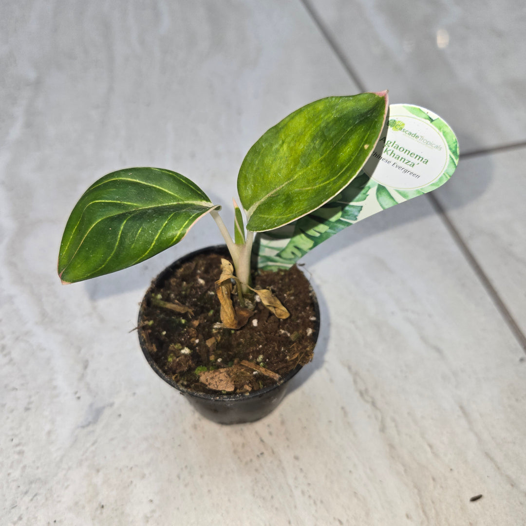 Aglaonema spp (Chinese Evergreen)
