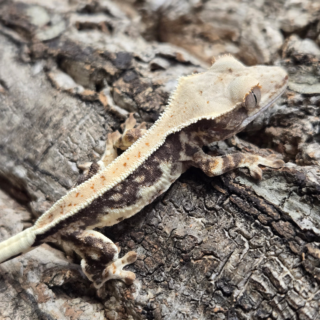 Correlophus ciliatus (Crested Gecko) Lily White LW903