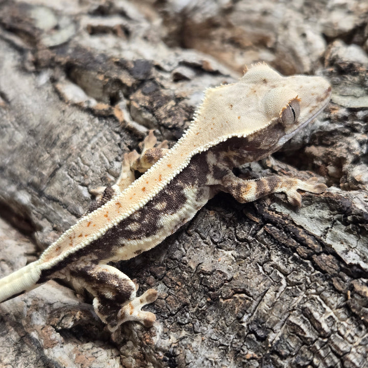 Correlophus ciliatus (Crested Gecko) Lily White LW903