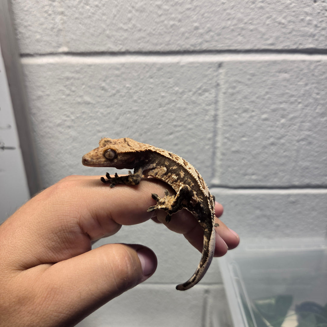 Correlophus ciliatus (Crested Gecko) Kody