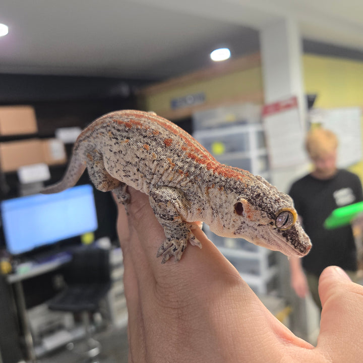 Rhacodactylus auriculatus (Gargoyle Gecko) '18 B&W BASE RED STRIPE MALE
