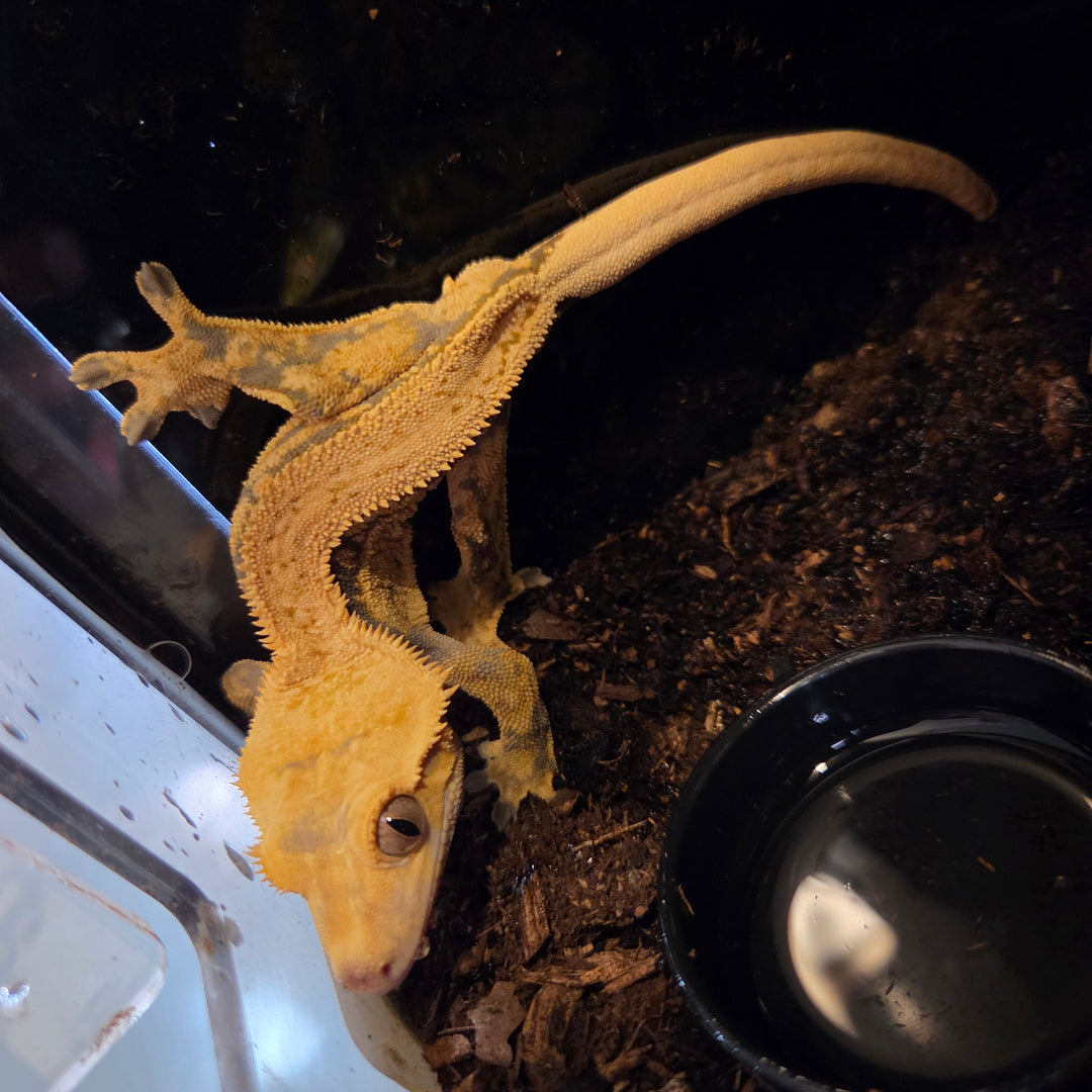 Correlophus ciliatus (Crested Gecko) Quadstripe Full Male