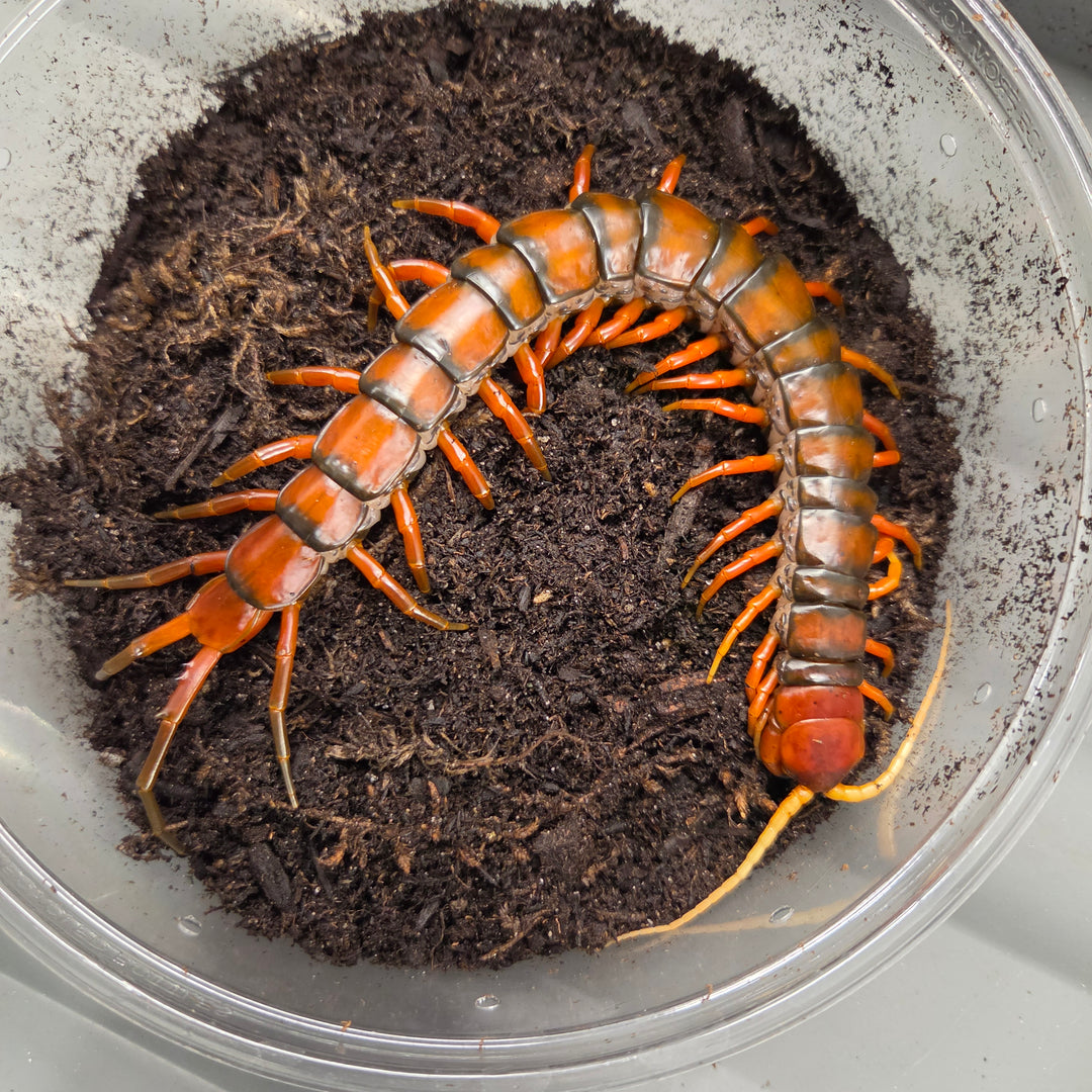 Scolopendra sp 'White Beard' (Giant White Beard Centipede)