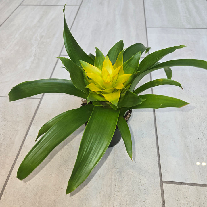 Guzmania spp (Bromeliad)