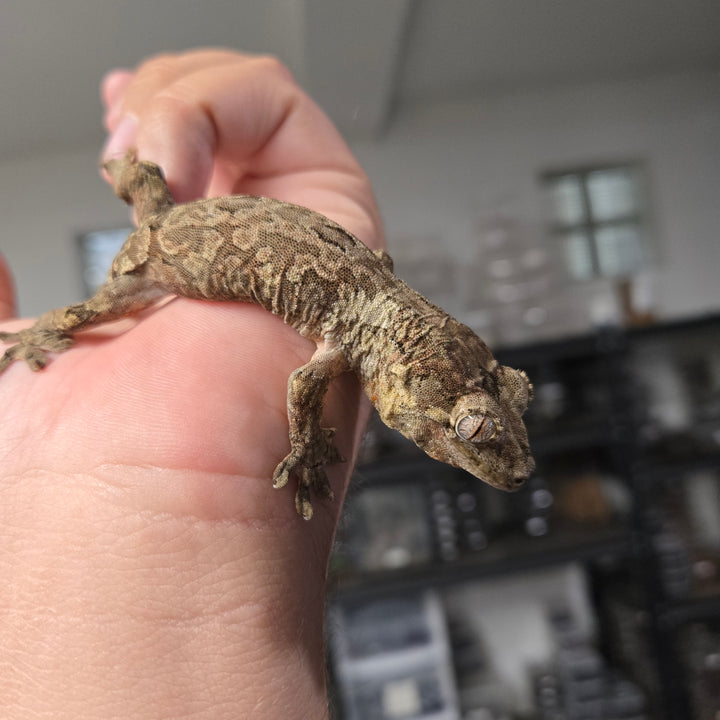Mniarogekko chahoua (Chahoua Gecko) White Collar FEMALE