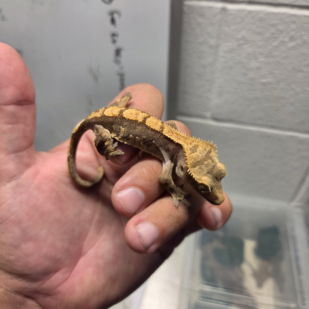 Correlophus ciliatus (Crested Gecko) Danny