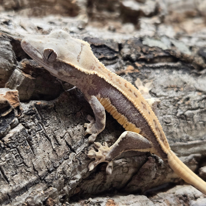 Correlophus ciliatus (Crested Gecko) Lily White LW909