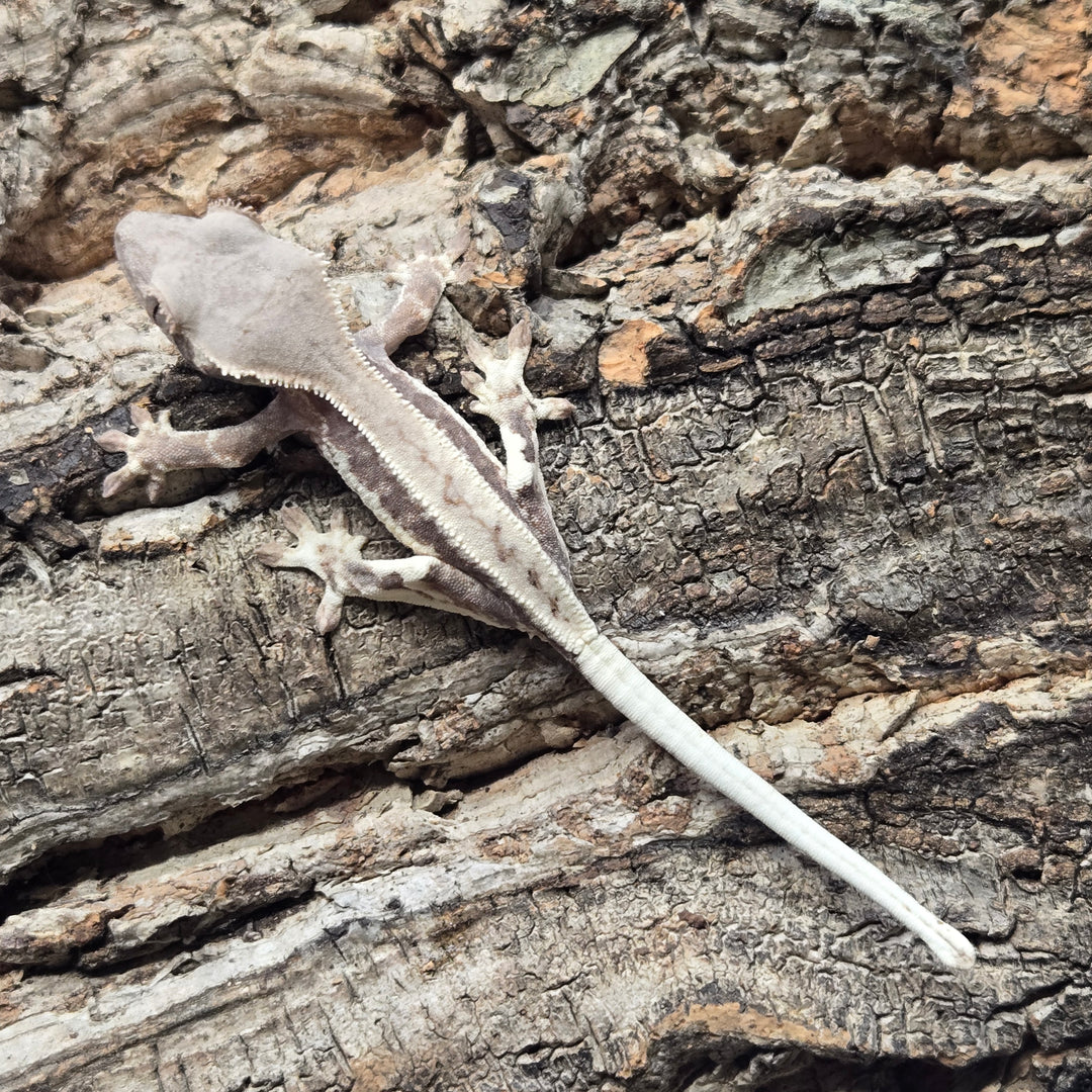 Correlophus ciliatus (Crested Gecko) Frappuccino 901