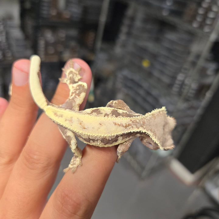 Correlophus ciliatus (Crested Gecko) Frappacino SUS MALE