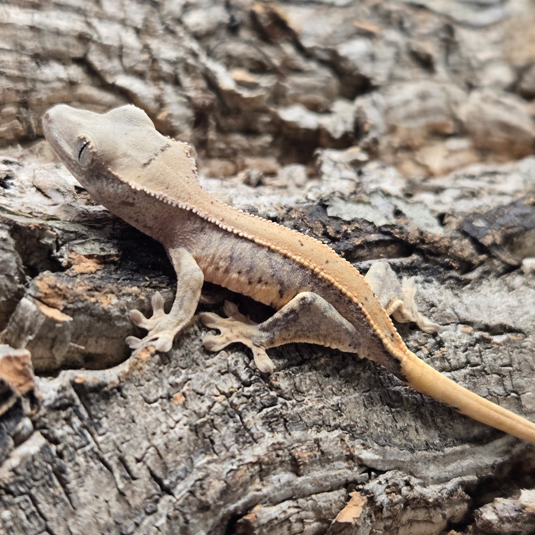 Correlophus ciliatus (Crested Gecko) Lily White LW904