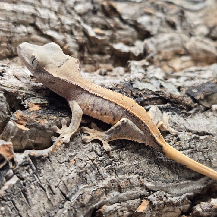 Correlophus ciliatus (Crested Gecko) Lily White LW904