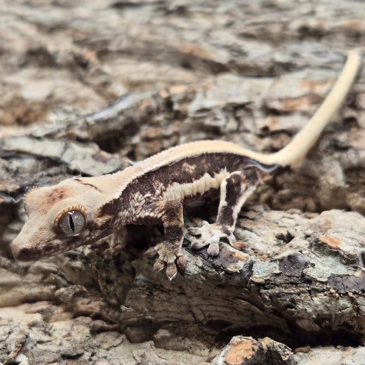 Correlophus ciliatus (Crested Gecko) Lily White LW905