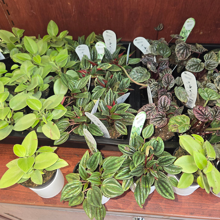 Peperomia spp (Ripple Plant)