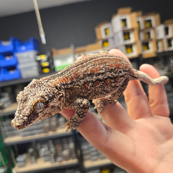 Rhacodactylus auriculatus (Gargoyle Gecko) B&W BASE RED STRIPE FEMALE
