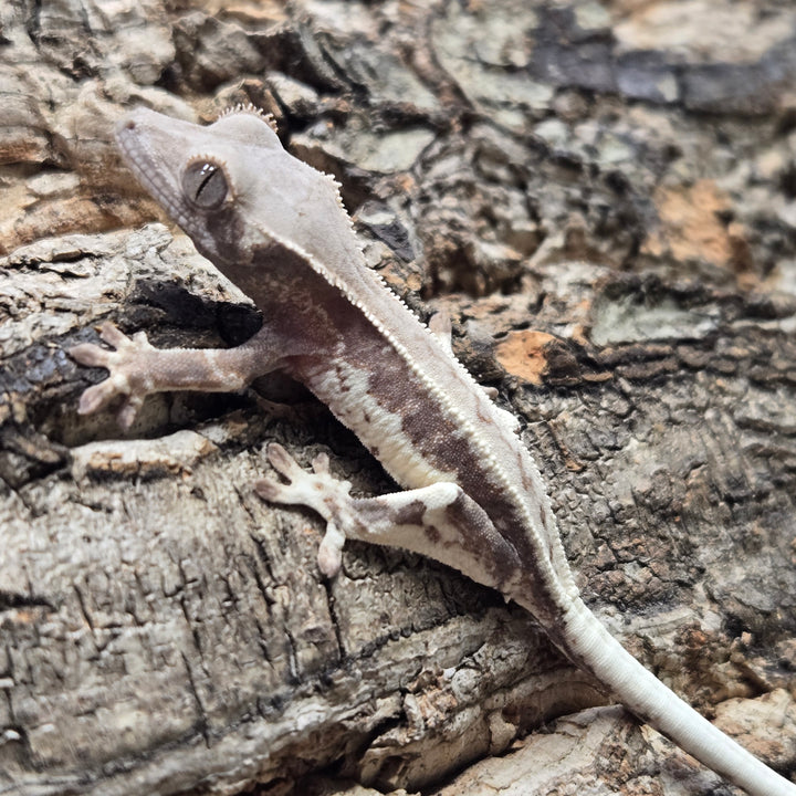 Correlophus ciliatus (Crested Gecko) Frappuccino 901