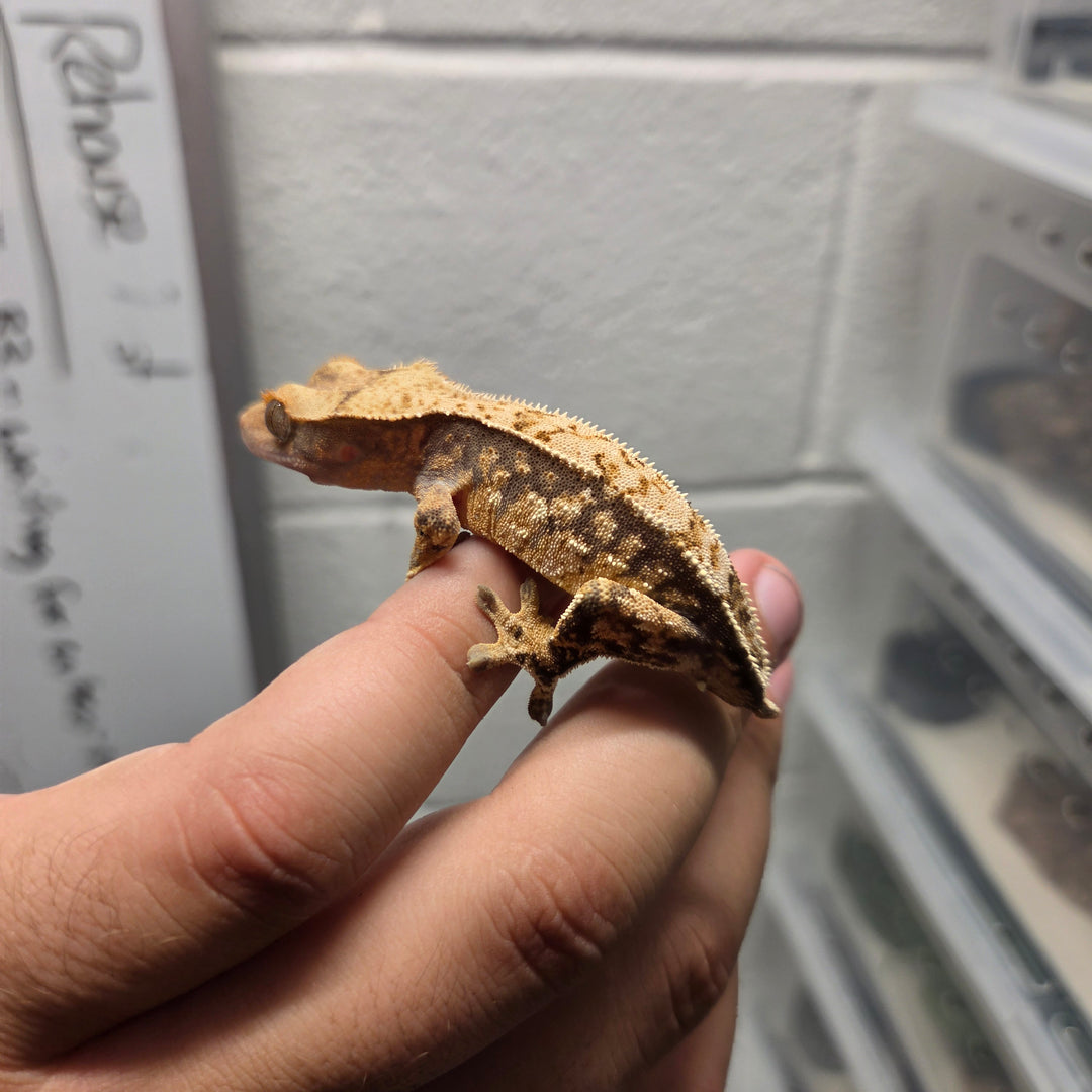 Correlophus ciliatus (Crested Gecko) Fiji