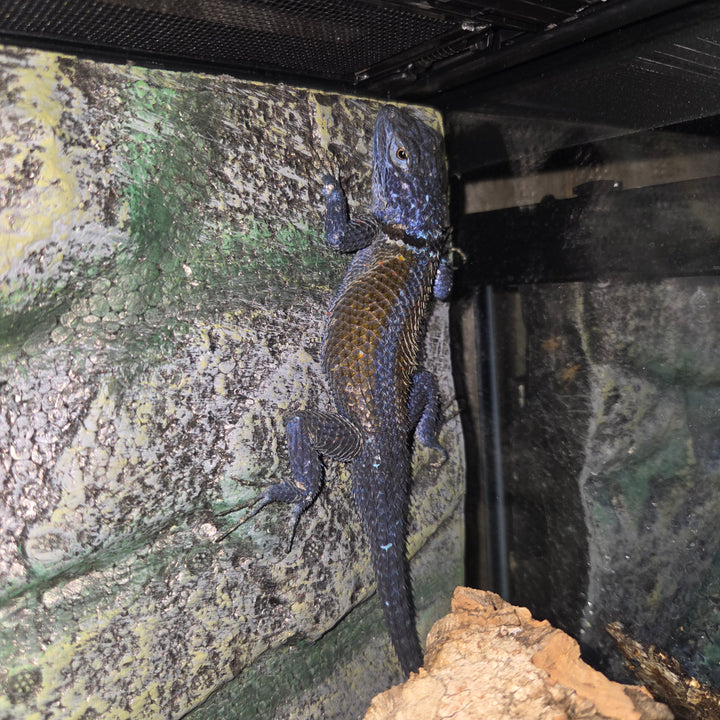 [Vancouver Pick-Up] Sceloporus minor (Minor Lizard)