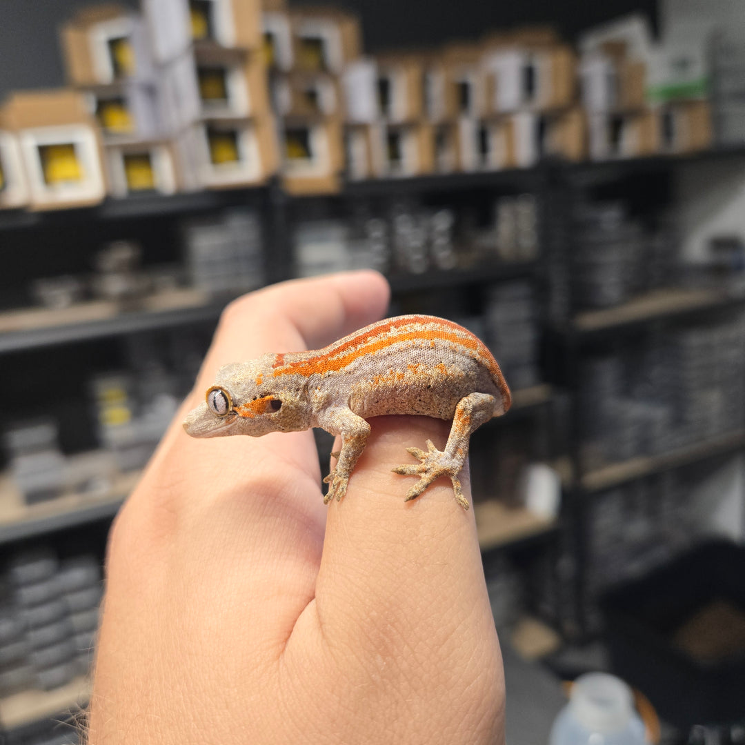 Rhacodactylus auriculatus (Gargoyle Gecko) '25 Orange Stripe