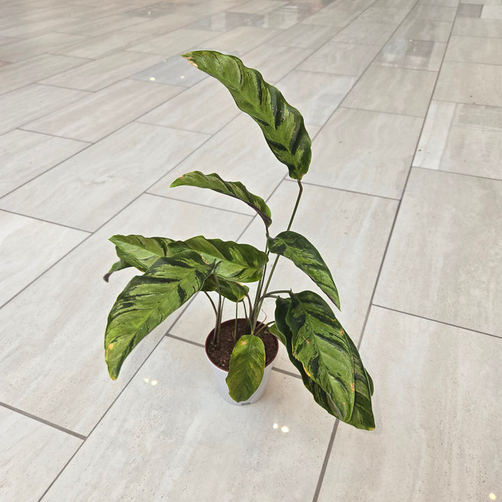 Calathea spp (Prayer Plant)