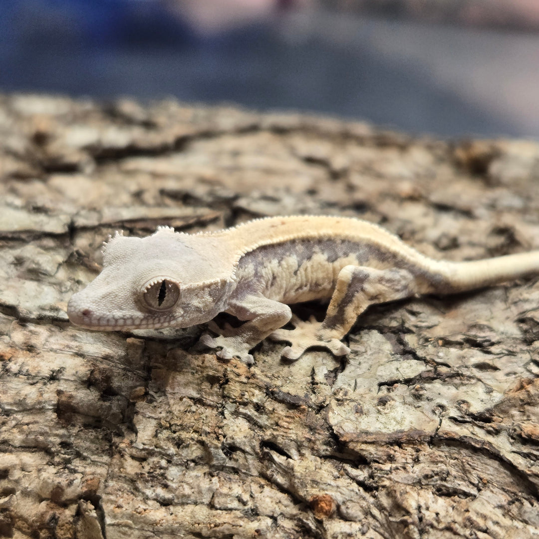 Correlophus ciliatus (Crested Gecko) Sable Lily White LW901
