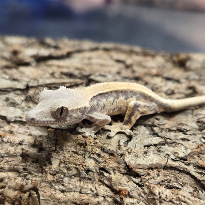 Correlophus ciliatus (Crested Gecko) Sable Lily White LW901