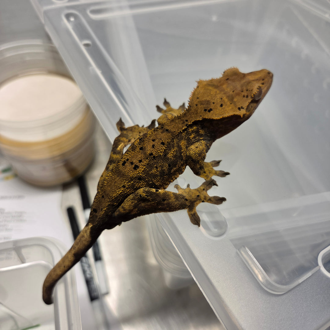 Correlophus ciliatus (Crested Gecko) Raul