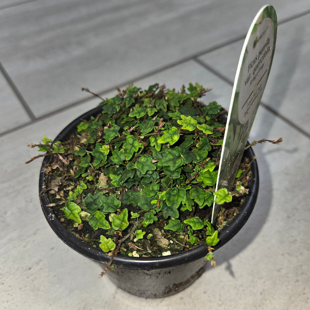 Ficus pumila (Creeping Fig)