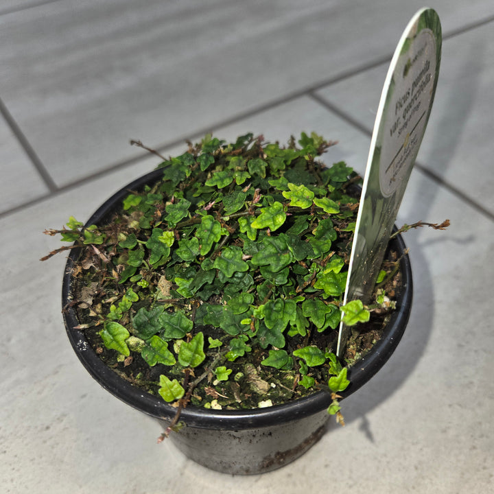Ficus pumila (Creeping Fig)