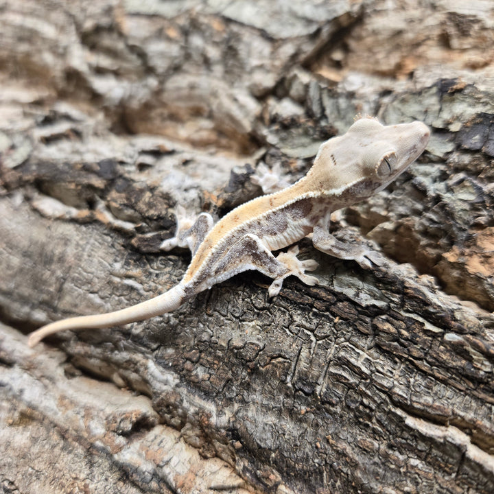 Correlophus ciliatus (Crested Gecko) Lily White LW919