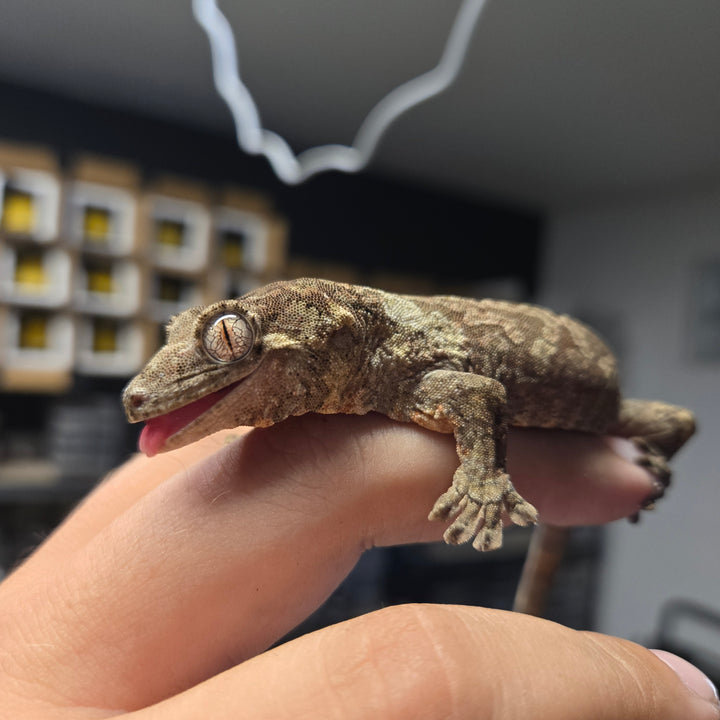 Mniarogekko chahoua (Chahoua Gecko) White Collar FEMALE